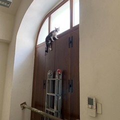 Gattino rimasto intrappolato salvato dall'intervento della Polizia Locale
