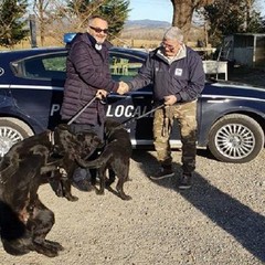 La Polizia Locale si dota di due cani antidroga