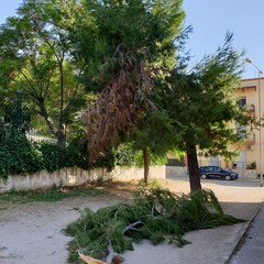 Cade grosso ramo di albero in via Luciani, al quartiere Monticelli