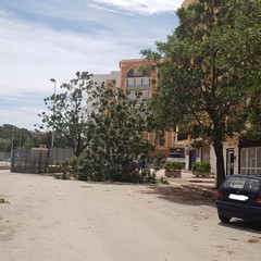 viale Olanda: grosso albero si schianta su una autovettura in sosta