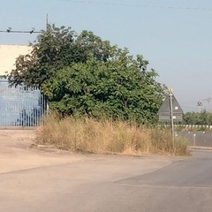 provinciale Andria Canosa di P.: complanari pericolose, a rischio sicurezza
