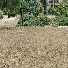 Verde pubblico ad Andria: erba alta e secca con serio rischio incendi