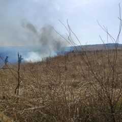 oltre 300 ettari vanno in fumo tra Minervino murge ed Andria