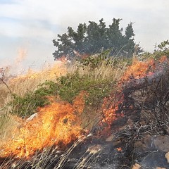 Oltre 350 ettari di pascolo e semi arborato in fumo