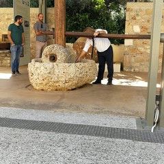 museo dell'olivo e dell'olio di Sparta