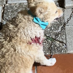Cagnolino ferito da branco di randagi nella "terra di nessuno" della zona Pip