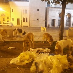 cani randagi banchettano nel centro storico
