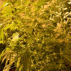 piantagione di marijuana scoperta dalla Polizia di Stato