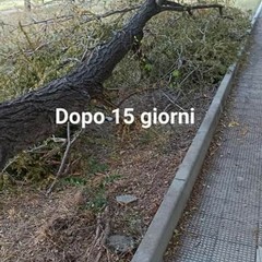 grosso albero caduto in viale Comuni di Puglia