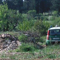 Terreni trasformati abusivamente in pascolo: sequestro nelle campagne di Andria