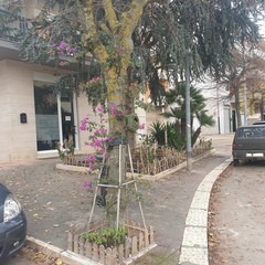 La cura del verde in un condominio di via delle Querce