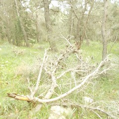 Acquedotto Pineta JPG