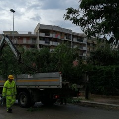 Maltempo: alberi abbattuti nella zona INPS e via Montegrappa