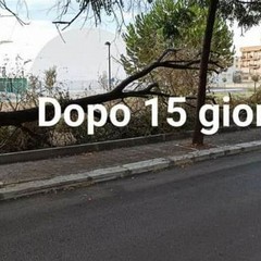grosso albero caduto in viale Comuni di Puglia