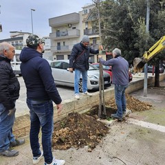 alberi piantati ad Andria grazie a 3Place