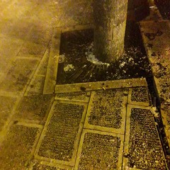 alberi Imbriani