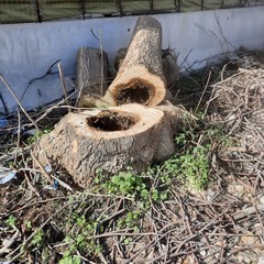 alberi tagliati sezione