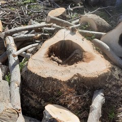 alberi tagliati sezione