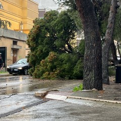 grosso pino cade sull'asfalto in via della Pineta