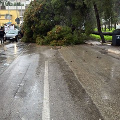 grosso pino cade sull'asfalto in via della Pineta