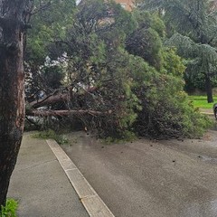 grosso pino cade sull'asfalto in via della Pineta