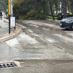 grosso pino cade sull'asfalto in via della Pineta