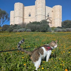 Castel del Monte dà il benvenuto alla primavera