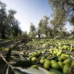 azienda agricola "Le 4 contrade" della Famiglia Spagnoletti