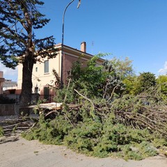 albero si schianta a Montegrosso sulla strada per Castel del Monte