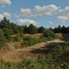 Bosco di Acquatetta