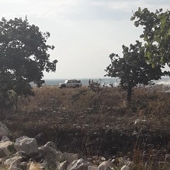 bosco di Santo Spirito