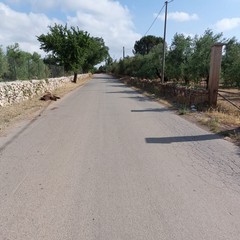 Carogna di cinghiale segnalata sulla strada Vecchia Spinazzola