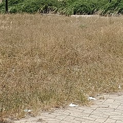 Verde pubblico ad Andria: erba alta e secca con serio rischio incendi