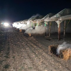 danni causati dal maltempo in agricoltura