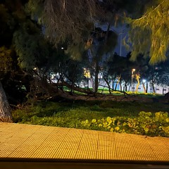 un altro albero nella pineta della Villa comunale