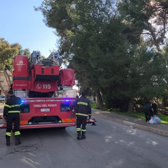 un altro albero nella pineta della Villa comunale