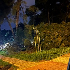 un altro albero nella pineta della Villa comunale