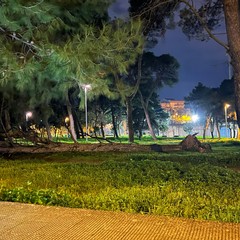 un altro albero nella pineta della Villa comunale