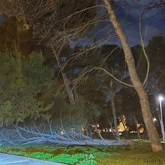 un altro albero nella pineta della Villa comunale