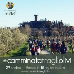 camminata tra gli olivi