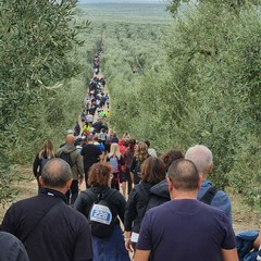 camminata tra gli olivi andria calcit