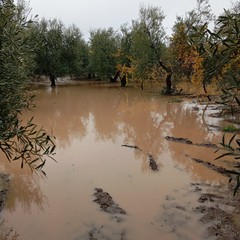 campagne allagate e piccoli smottamenti