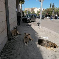 Cani in attesa davanti all'ingresso dell'ospedale "Bonomo"