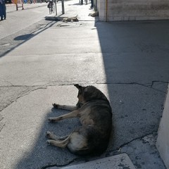 Cani in attesa davanti all'ingresso dell'ospedale "Bonomo"