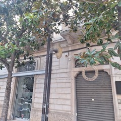 scarsa luminosità a causa delle magnolie presenti