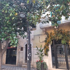 scarsa luminosità a causa delle magnolie presenti