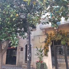 scarsa luminosità a causa delle magnolie presenti