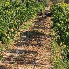 Montegrosso: cinghiali distruggono vigneti e impianti di irrigazione