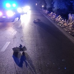 Auto investe grosso cinghiale sulla strada che da Andria porta a Castel del Monte