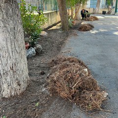 giardino di piazza Augusto Murri